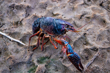 crayfish on the ground