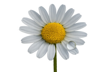 Naklejka premium Daisy flower with water drop on white petal, vibrant yellow center, fresh natural plant with transparent background