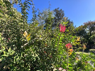 Callistemon citrinus (crimson bottlebrush) in Yıldız Grove, Istanbul. The shrub's vivid red,...