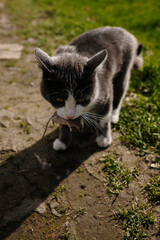 Gray and white cat crouched on the ground holding a mouse in its mouth under warm sunlight