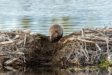 Beaver on damn