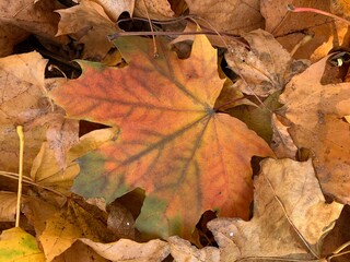 Close-up of dry autumn leaves on the ground. Natural texture and warm earthy tones symbolizing fall season and change in nature.