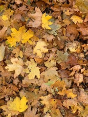 Close-up of dry autumn leaves on the ground. Natural texture and warm earthy tones symbolizing fall season and change in nature.