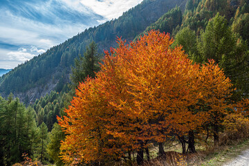Nel vallone di Colombata (Acceglio-Valle Maira) in un pomeriggio di autunno