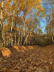 Autumn forest path covered with fallen leaves leading uphill between trees with golden foliage under a clear blue sky. Peaceful fall landscape with warm natural light.