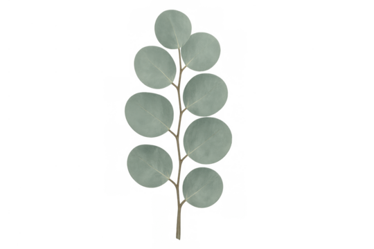 Eucalyptus silver dollar branch with round leaves, botanical plant greenery element, transparent background