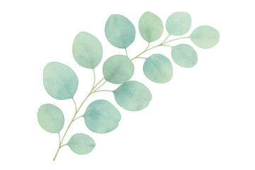 Obraz premium Eucalyptus watercolor branch with round green-blue leaves, delicate botanical illustration element on transparent background