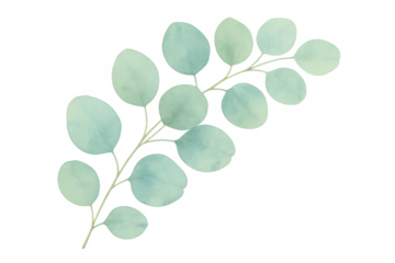 Eucalyptus watercolor branch with round green-blue leaves, delicate botanical illustration element on transparent background