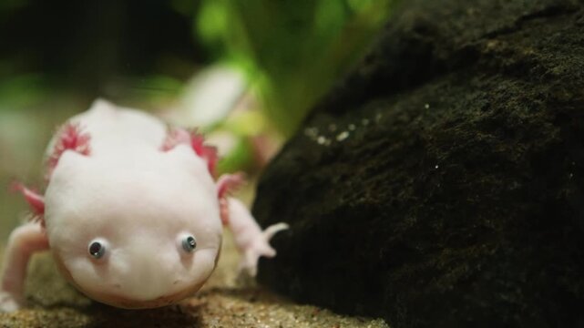A close up shot of a cute albino axolotl, also known as the Mexican walking fish, swimming in a freshwater aquarium. This neotenic salamander is known for its unique appearance and external gills.