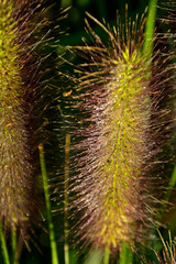 kwiat rozplenicy pokryty kroplami rosy, kwitnąca rozplenica japońska, kłos kwiatowy rozplenicy, Pennisetum alopecuroides, Pennisetum grass, fountain grass	