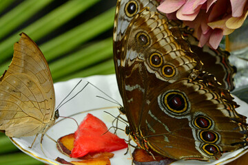 motyle siedzące na talezyku i pijące sok z arbuza, tropikalne motyle karmione sokiem owocowym, Morpho achilles, Tropical butterfly sucking juice from a watermelon, butterflies fed with fruit juice  © kateej