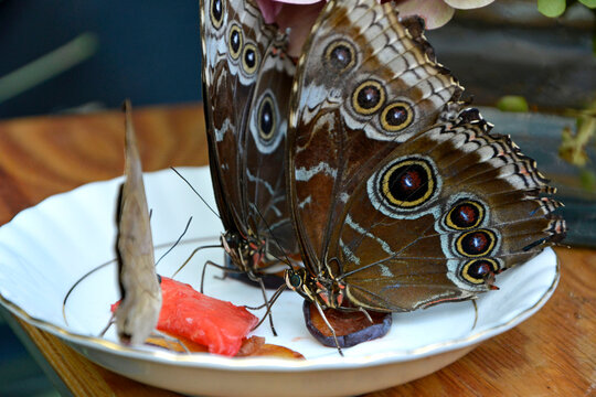 motyle siedzące na tależu z owocami, motylarnia, tropikalne motyle karmione sokiem owocowym, Morpho achilles, Tropical butterfly sucking juice, butterflies fed with fruit juice