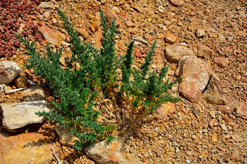 Sodówka nadmorska, Suaeda maritima, plant in salt marshes, sodówka rosnąca na brzegu słonego jeziora w Hiszpani,	
