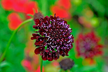 Drakiew, Wdówka, Sabiosa atropurpurea, 'Black Knight', black knight pincushion flower (scabiosa atropurpurea) in bloom, kwiat drakwi	
