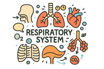 Fototapeta premium Doodle Respiratory Diagram. Respiratory System. Hand-drawn doodle illustration of respiratory system. Lungs,