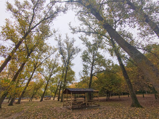 Bosque oto&ntilde;al con luz de ma&ntilde;ana