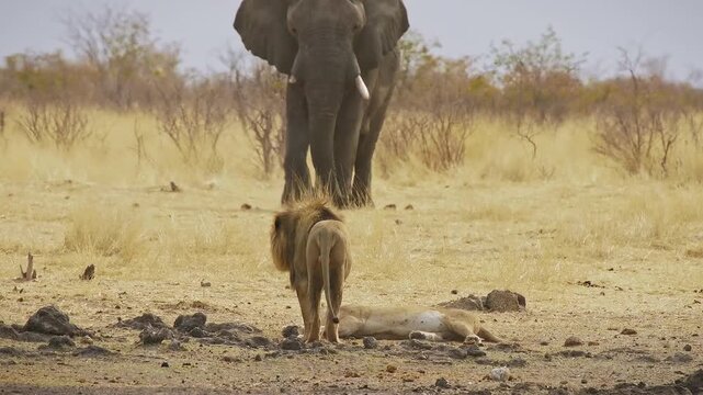 Lion with lioness run away from big elephant male - Panthera leo the biggest african cat and Loxodonta africana in savannah and desert, duel of two big animals close to the water hole in Namibia.