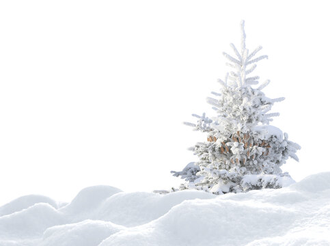 Snow-covered Christmas tree with cones on white snow isolated on transparent background

