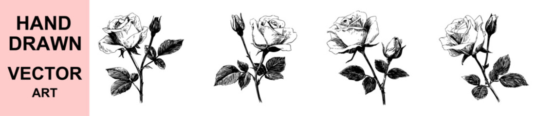 Hand drawn rose flower vector illustration with detailed petals and leaves, vintage botanical sketch perfect for romantic floral design, tattoo art, and elegant prints.