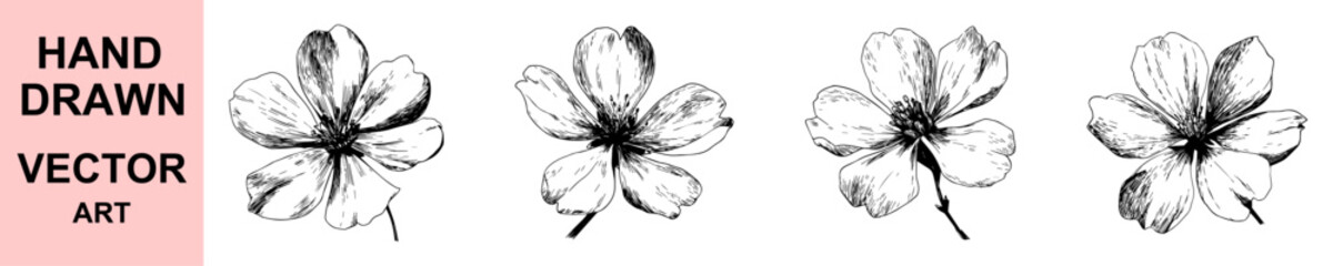 Hand drawn flower vector illustration with delicate petals and botanical sketch style, perfect for natural floral design, vintage decoration, and elegant artwork collection.