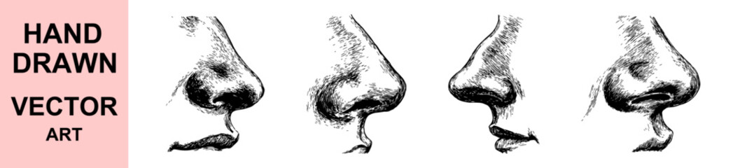 Hand drawn nose vector illustration side view sketch in detailed etching style, realistic facial feature artwork for anatomy, portrait drawing, and vintage design use.