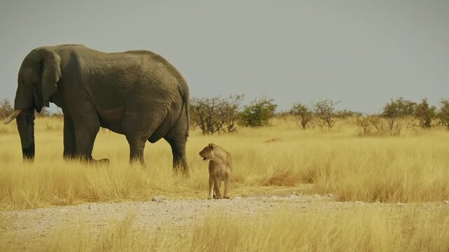 Elephant and lioness - Panthera leo king of animals, biggest african cat in Etosha in Namibia Africa, looking back to the big elephant walking in the background in the yellow dry grassland.