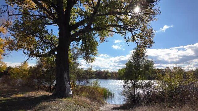 A very beautiful autumn landscape with golden trees. 4K video 60 fps. Very beautiful red tree crowns turned yellow in autumn. Beautiful shots of nature against the sky.
