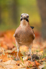 The Eurasian jay (Garrulus glandarius) in the autumn forest