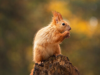 red squirrel or Eurasian red squirrel (Sciurus vulgaris) in autumn forest
