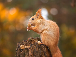 red squirrel or Eurasian red squirrel (Sciurus vulgaris) in autumn forest