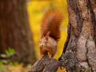 red squirrel or Eurasian red squirrel (Sciurus vulgaris) in autumn forest