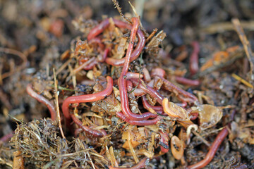 compost worm, eisenia fetida