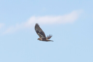 飛翔するチュウヒ