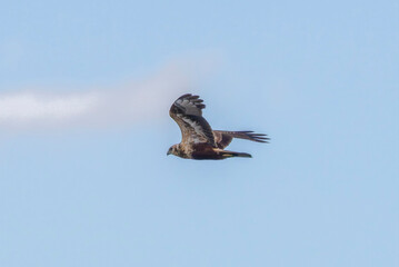 飛翔するチュウヒ