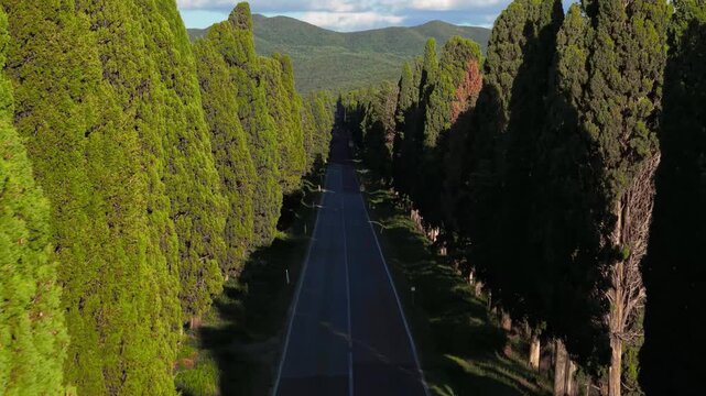 Cinematic 4K drone flyover through the Bolgheri Cypress Avenue towards the historic village. POV aerial perspective of the iconic 5km cypress road, Italy, Tuscany.