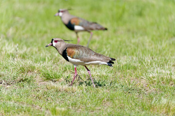 Southern lapwings standing on green grass field