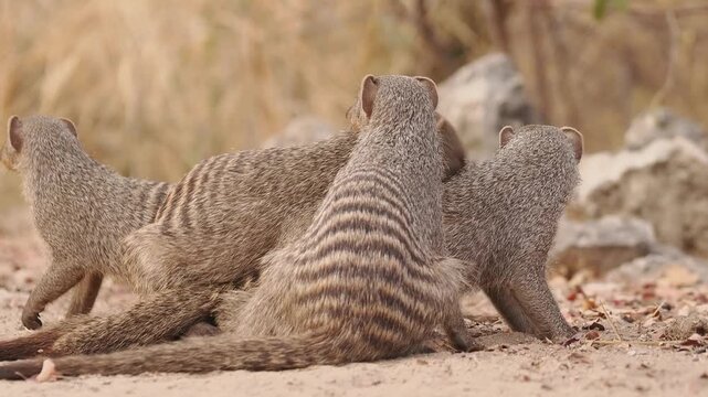 Zebra Banded mongoose Mungos mungo big family troop play, feed and love in Namibia, native from Sahel to Southern Africa in savannas, open forests and grasslands and feeds on beetles and millipedes. 