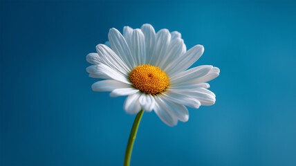 Naklejka premium 澄んだ空に映える一輪のデイジー