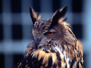 Owl animal zoo preditor bird