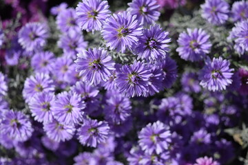 栽培中の食用菊 山形県庄内