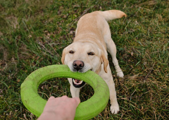 Labrador dog playing tug-of-war with a person using a green ring toy on a grassy field. First...