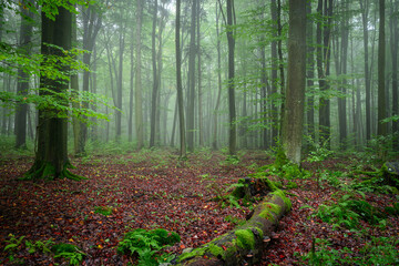 Misty morning in the green forest