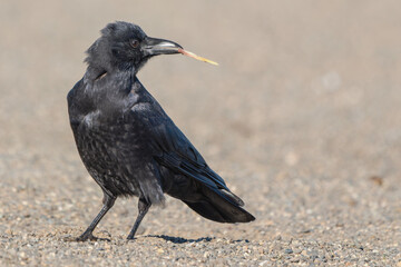 American Crow holding a stick in its beak