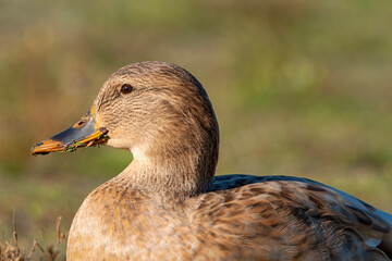 Profile of Female Mallard with lake flora clinging to bill