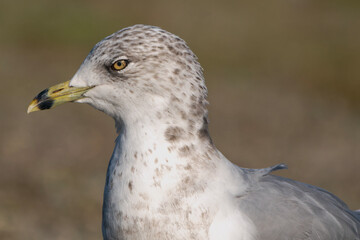 Profile and eye detail of ring-billed gull