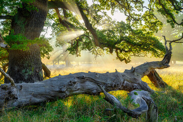 Old oak in the forest at beautiful morning