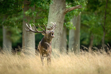 Deer male buck ( Cervus elaphus ) during rut