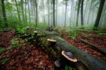 Foggy morning in green beech forest