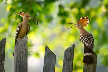 Eurasian hoopoe bird in early morning light ( Upupa epops )