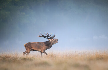 Deer male buck ( Cervus elaphus ) during rut